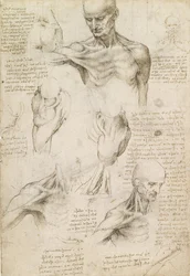 Oberflächliche Anatomie von Schulter und Nacken (recto)